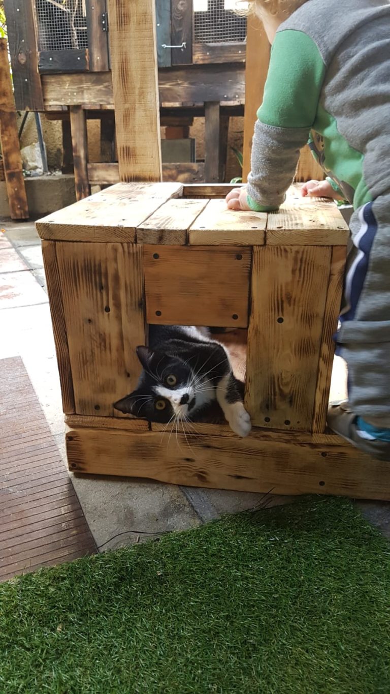 cat tree A