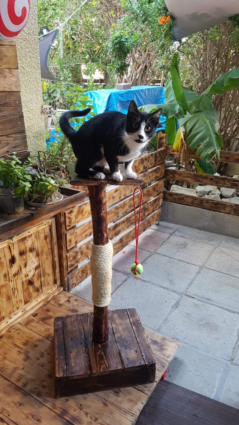 Scratch Tree B